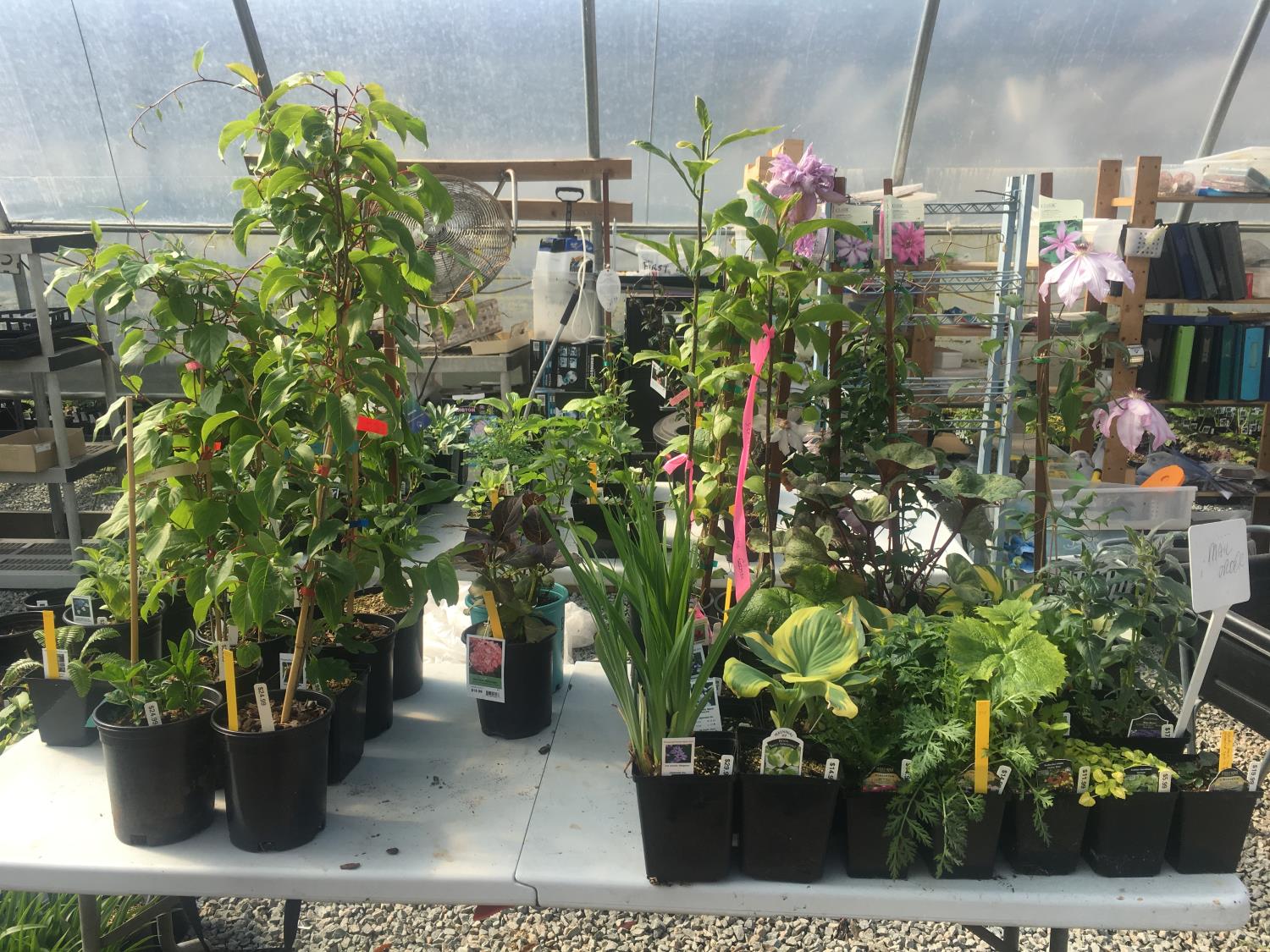 We ship full sized plants just like you'd see at your local garden centre. Here are some ready to pack.